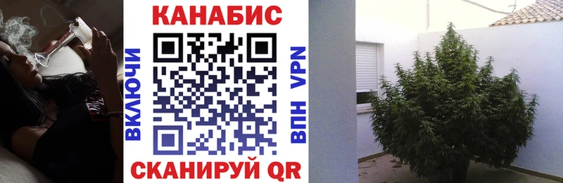 Конопля сатива Смоленск